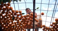 Kepez’den portakal kokulu festival