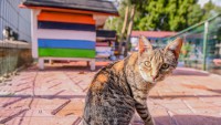 Haber_Kedi Apartmanı