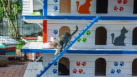 Haber_Kedi Apartmanı
