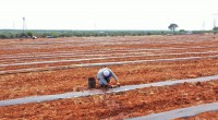 Tütüncü, karpuz, kavun fidelerini toprakla buluşturdu