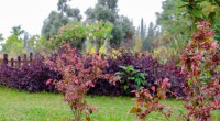 Kepez’in Botanik Park’ın da görsel şölen