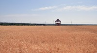Kepez’in buğday tarlalarında hasat zamanı