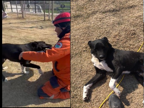 Kepez Belediyesi enkazdan kurtardığı köpeği sahiplendi