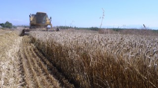 Kepez’in buğday tarlalarında hasat sevinci