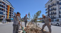 Kepez’den caddelere zeytin peyzajı