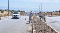 Kepez’den caddelere zeytin peyzajı