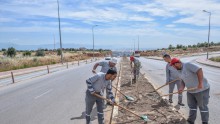 Kepez’den caddelere zeytin peyzajı