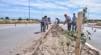 Kepez’den caddelere zeytin peyzajı