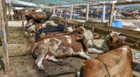 Kepez’in kurban pazarında satışlar başladı