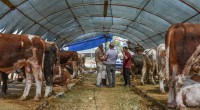 Kepez’in kurban pazarında satışlar başladı