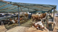 Kepez Belediyesi’nden 2 noktaya kurban pazarı