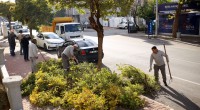 Kepez ağaçları kış ve bahar mevsimine hazırlıyor