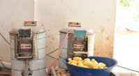 Kepez’de 1,5 ton patates imha edildi