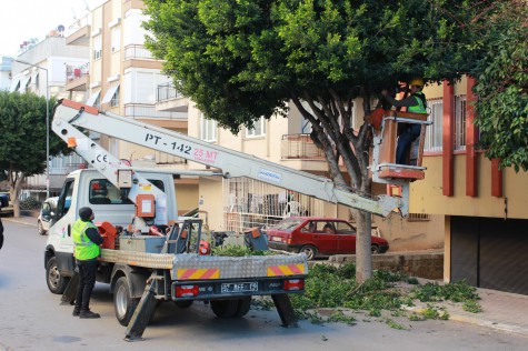 Kepez’de ağaç budama çalışmaları ilçe genelinde sürüyor