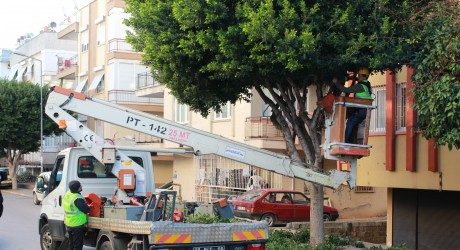 Kepez’de ağaç budama çalışmaları ilçe genelinde sürüyor