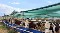 Kepez’in kurban pazarları hizmette