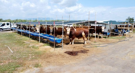 Kepez’in kurban pazarları hizmette