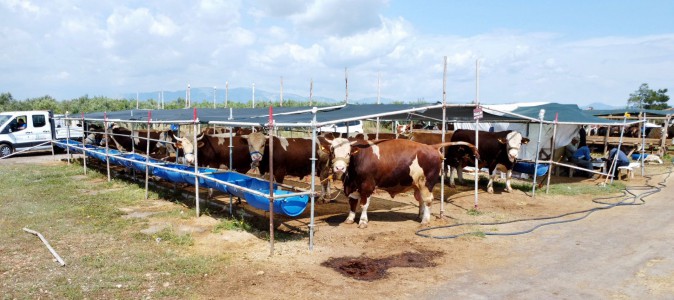 Kepez’in kurban pazarları hizmette