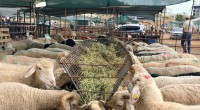 Kepez’in kurban pazarları hizmette