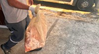Kepez’de gıda deposuna denetim: 152 kilo et ve 20 bidon turşuya el konuldu